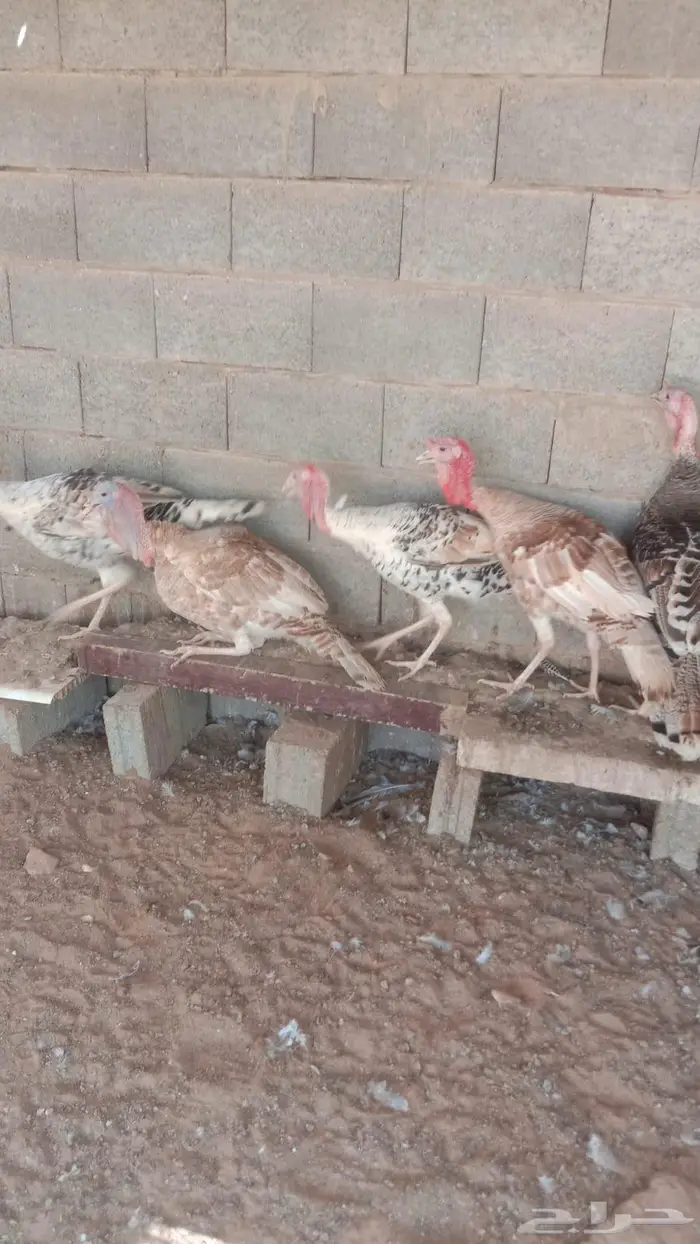 دجاج رومي 2