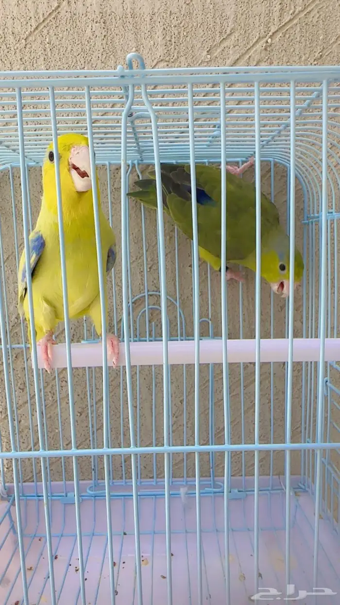 باروليت او باروتليت او بارتوليت او مني روز 1