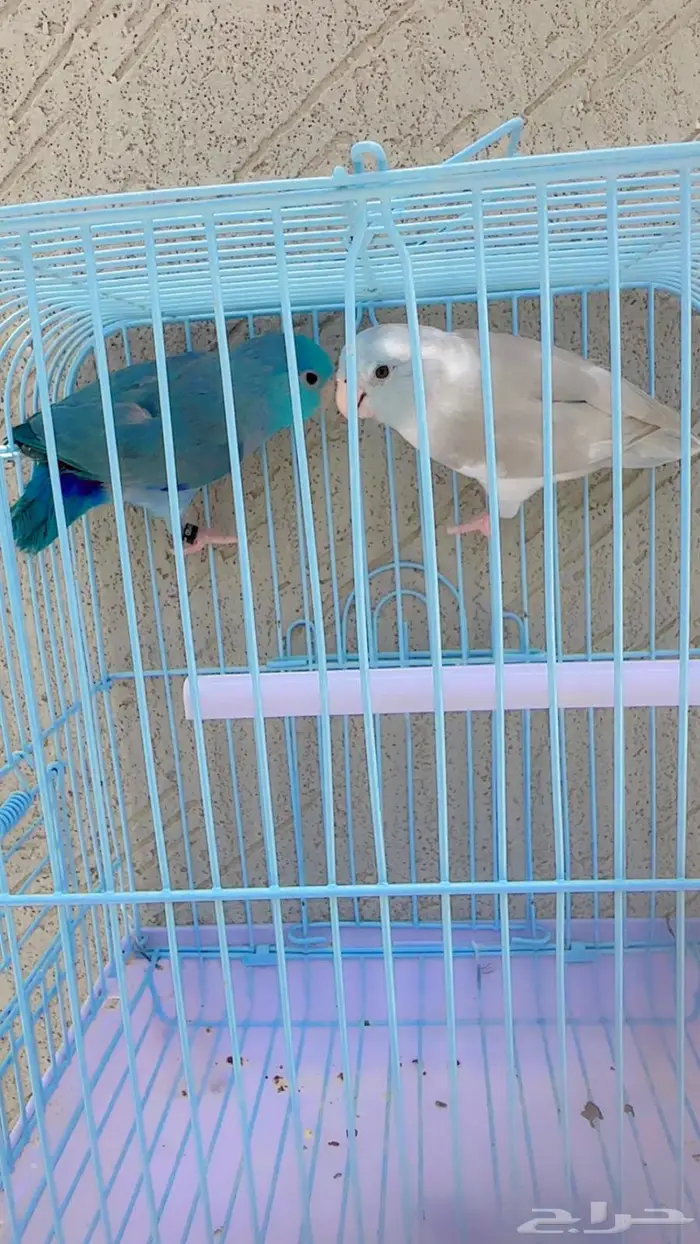 باروليت او باروتليت او بارتوليت او مني روز 0