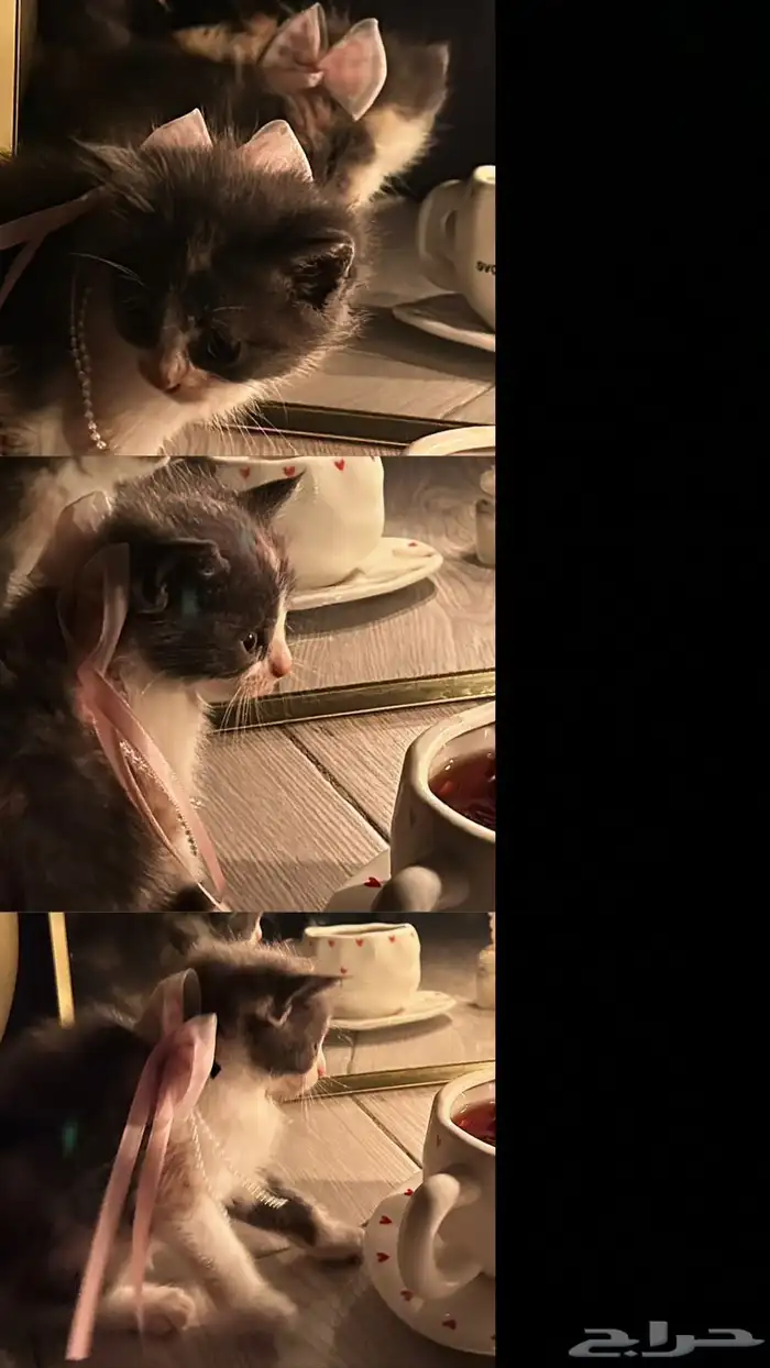 قطط للبيع 4