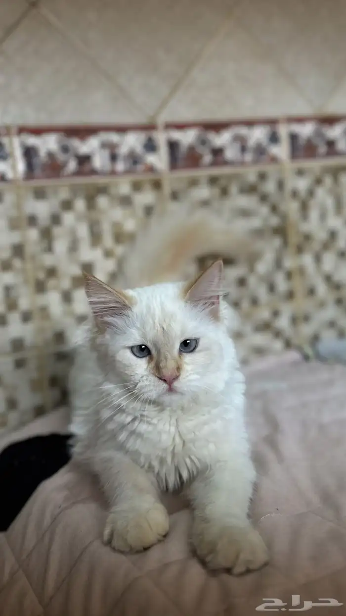قطه للبيع 0