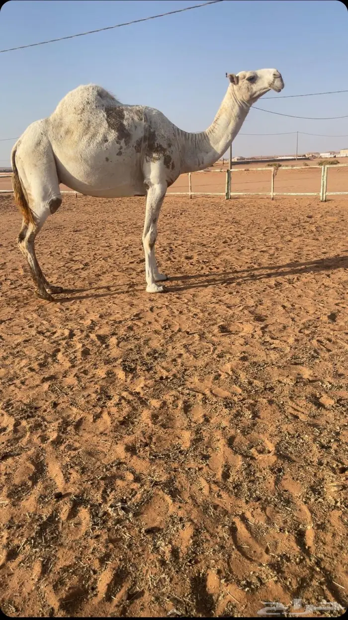 ضرايب للبيع 1