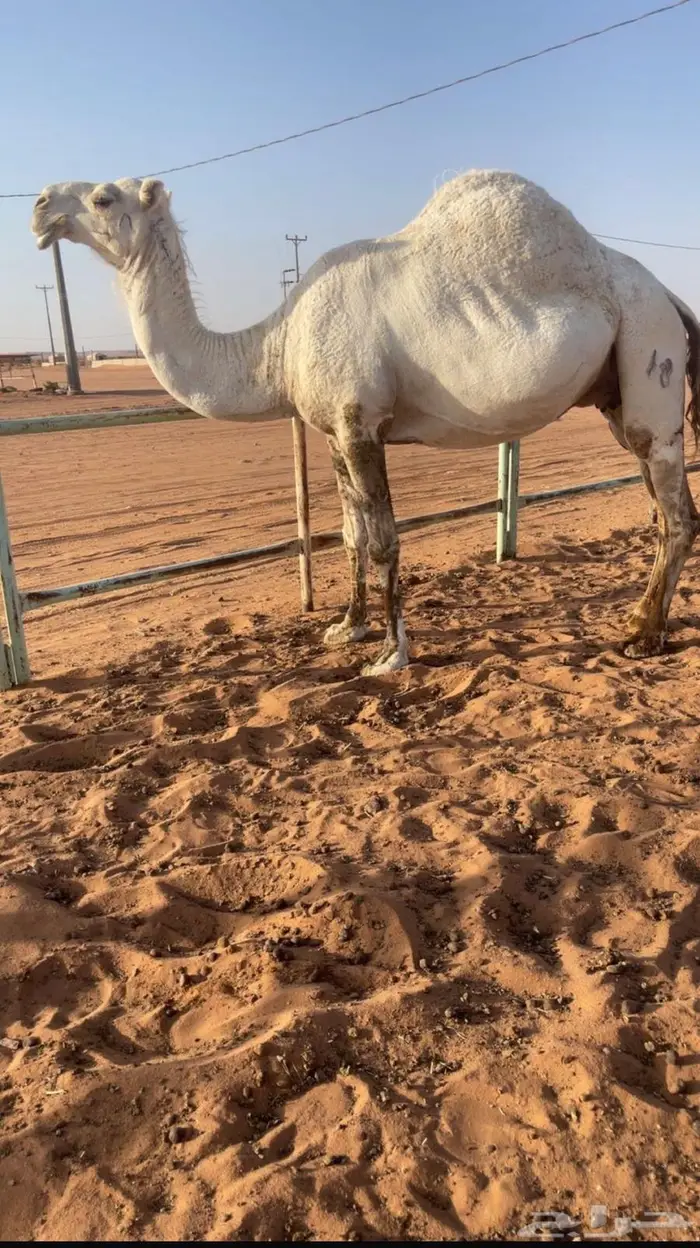ضرايب للبيع 0