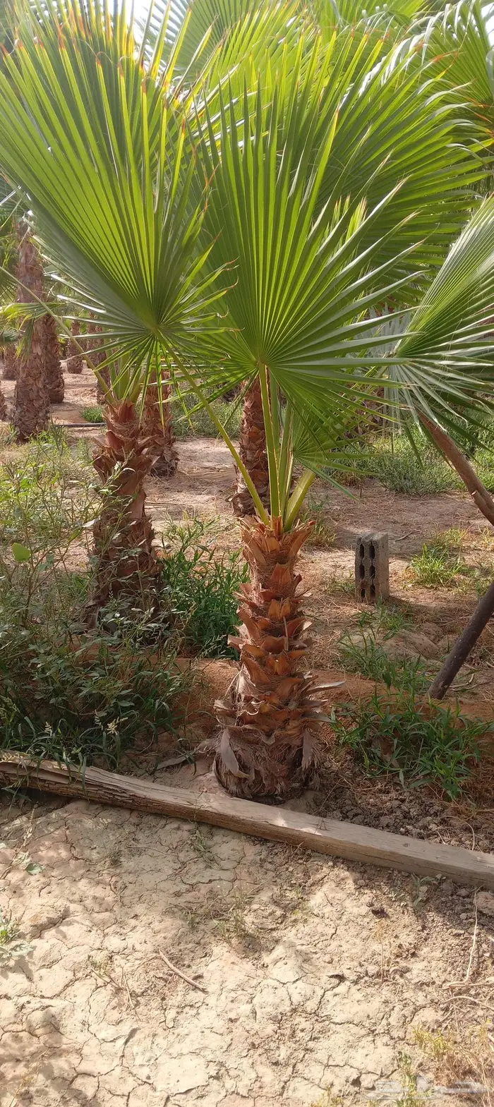 نخل واشنطني زينه للبيع 0