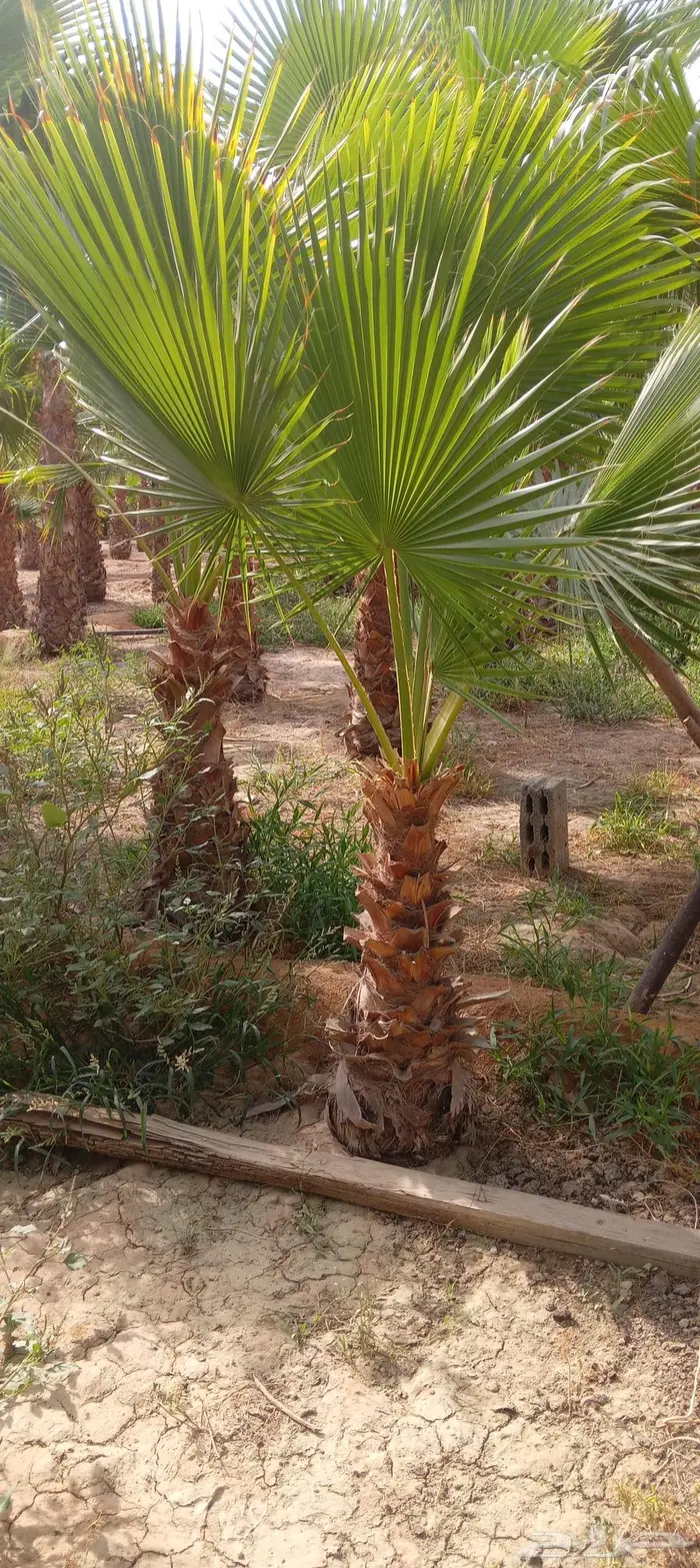 نخل واشنطني زينه للبيع 1