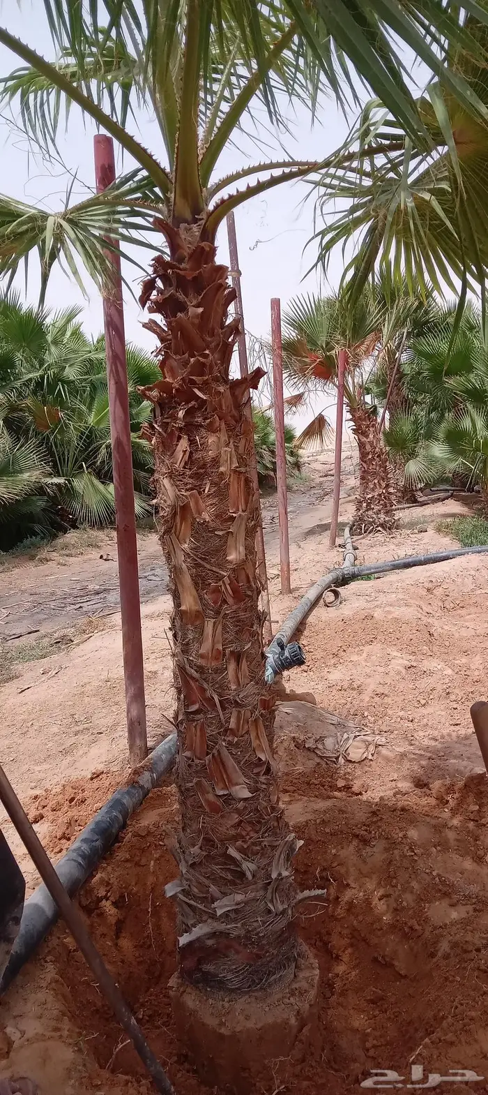 نخل واشنطني زينه للبيع 9