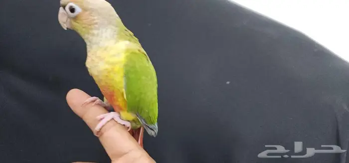 كنيور هدد اليف TOP 6