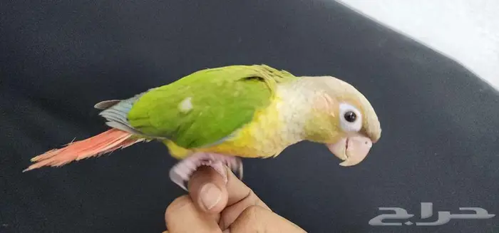 كنيور هدد اليف TOP 5