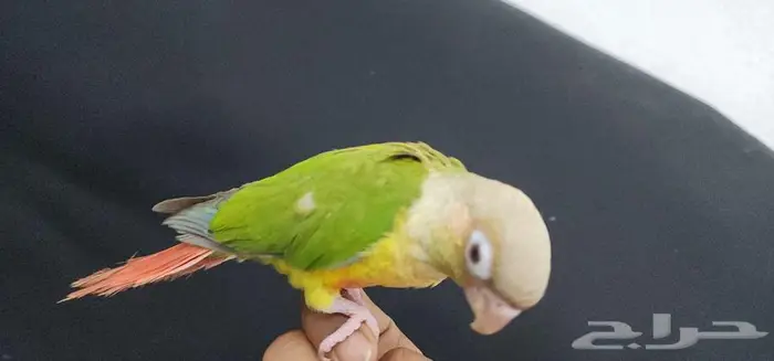 كنيور هدد اليف TOP 4