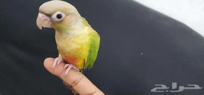 كنيور هدد اليف TOP 3