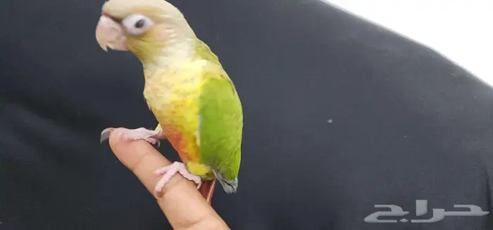 كنيور هدد اليف TOP 2