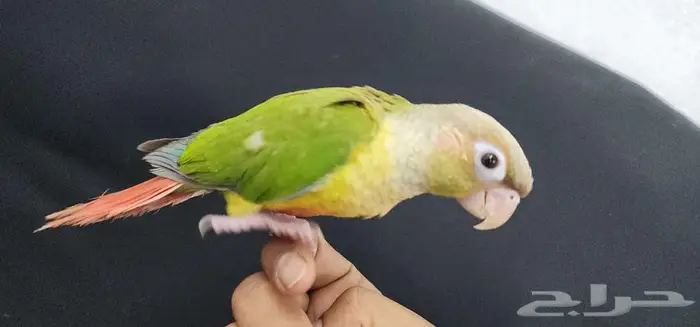 كنيور هدد اليف TOP 1