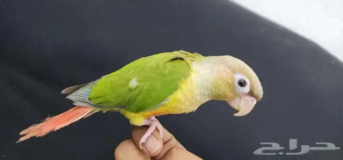 كنيور هدد اليف TOP 0