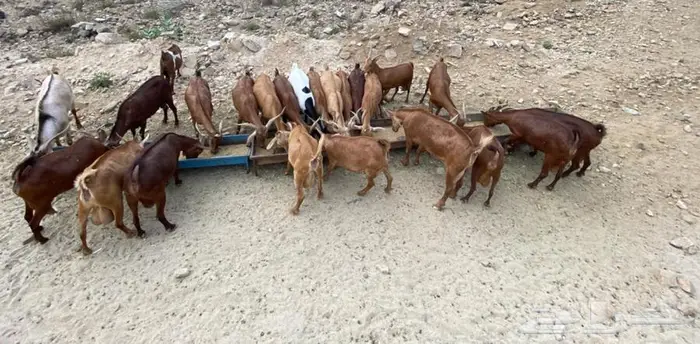 يوجد عدد(22) غنم البيع الموقع تهامة قحطان الفرشة 0