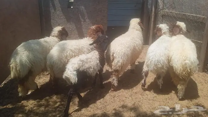 الجبيل البلد 2