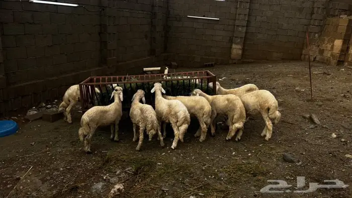 طليان.خرفان 1