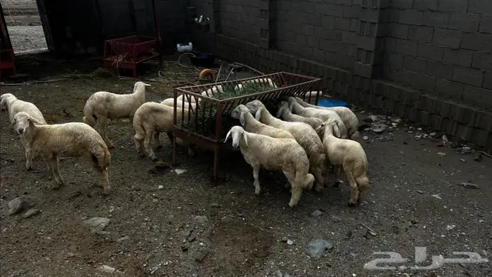 طليان.خرفان 0