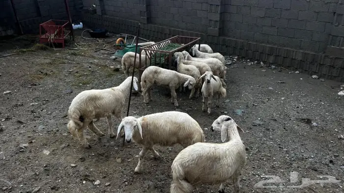 طليان.خرفان 2