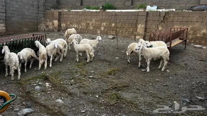 طليان.خرفان 4