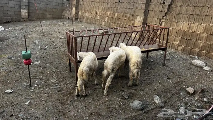 طليان.خرفان 5