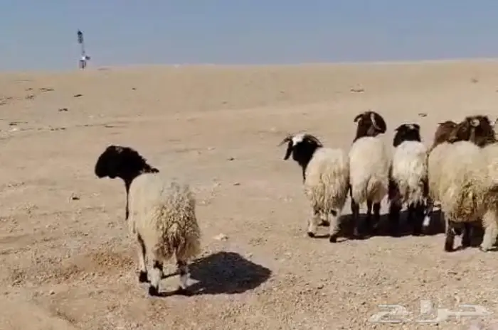 ذبايح نعيمي مفاطيح وللثلاجه مع الذبح والتوصيل 2