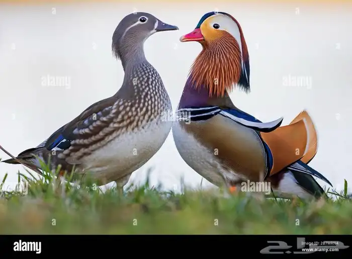بط المندرين 0