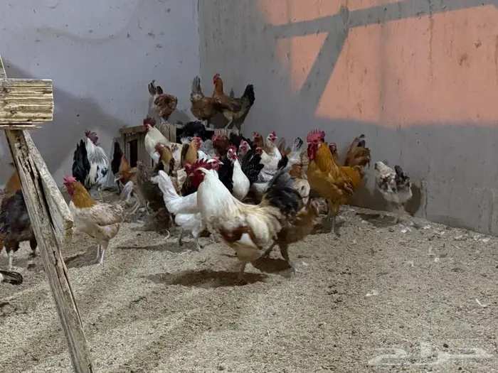 مجموعه دجاج وديوك انراع مختلفه صحه ونظافه 9