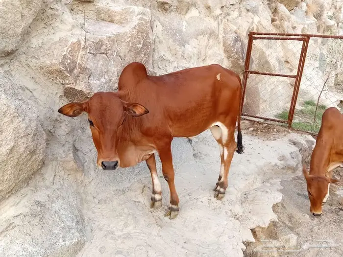 حسلان بلدي للبيع 8