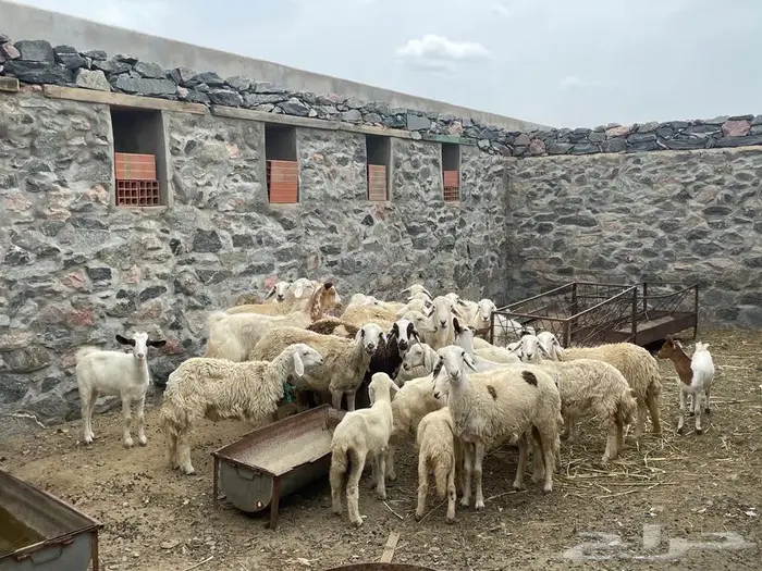 غنم للبيع 1