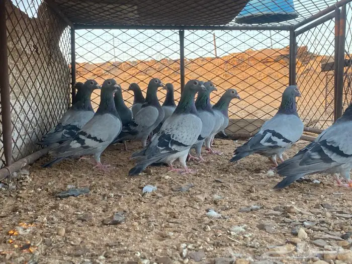 زاجل سباق ذكور ازرق صااافي 0