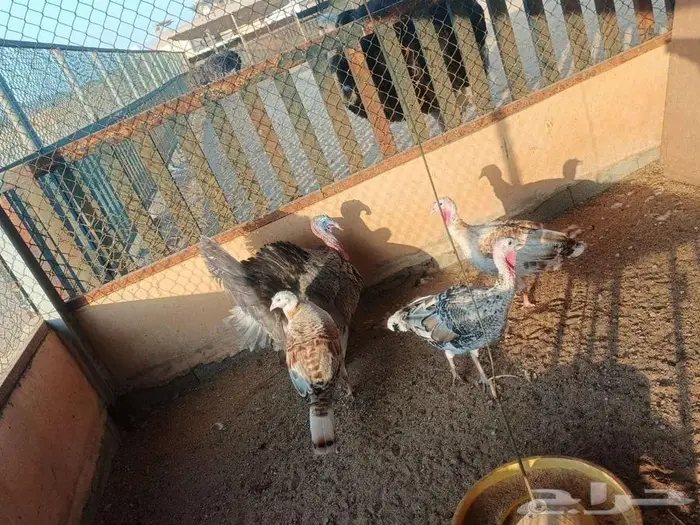 دجاج وديوك رومي للبيع 7
