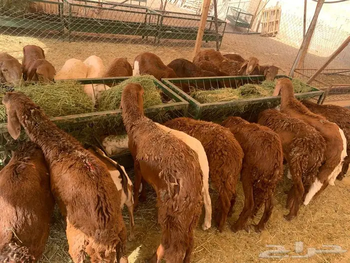 نعيمي أردني و سواكن حمري تربية مزارعنا 3