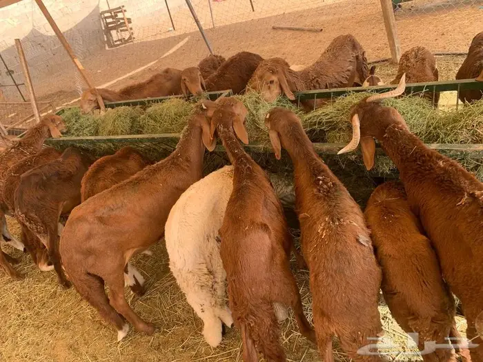 نعيمي أردني و سواكن حمري تربية مزارعنا 2