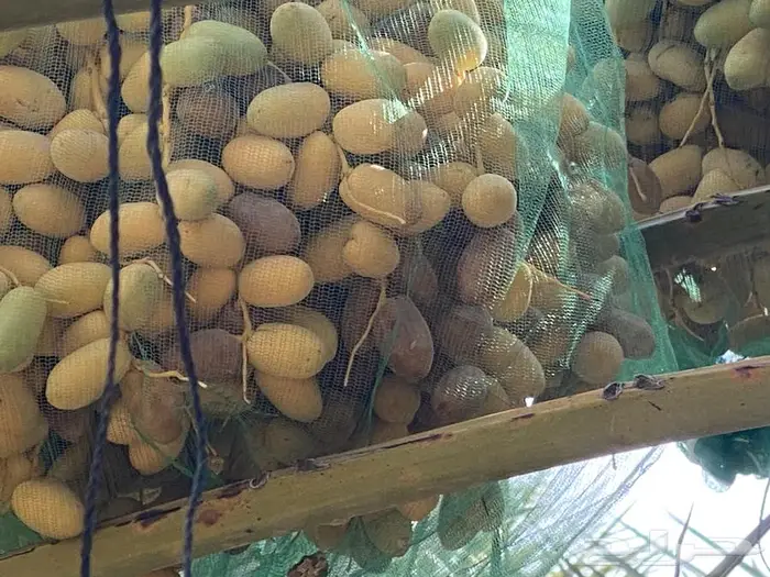 تمر خلاص فاخر العدد 2300 نخله 0