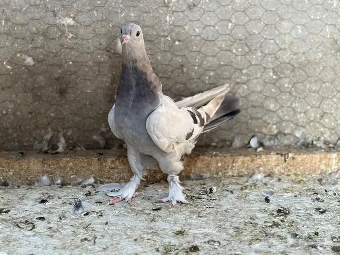 طبه معقد باقي له 4 ريش معقد عامودي 0