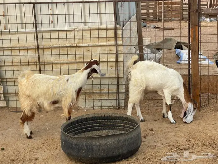جفار ذبايح مقفلات 4