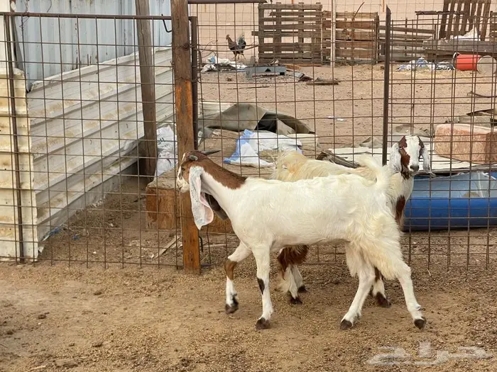 جفار ذبايح مقفلات 3