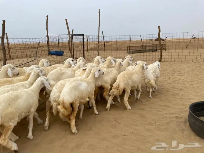 رخال حريه عدد 24 (تم البيع ) 2