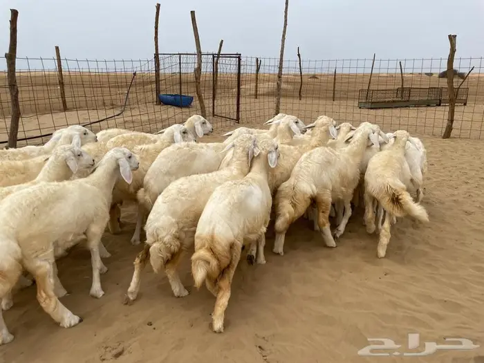 رخال حريه عدد 24 (تم البيع ) 0