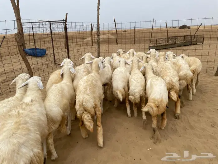 رخال حريه عدد 24 (تم البيع ) 1