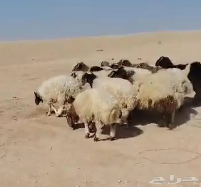 ذبايح نعيمي مفاطيح وللثلاجه مع الذبح والتوصيل 1