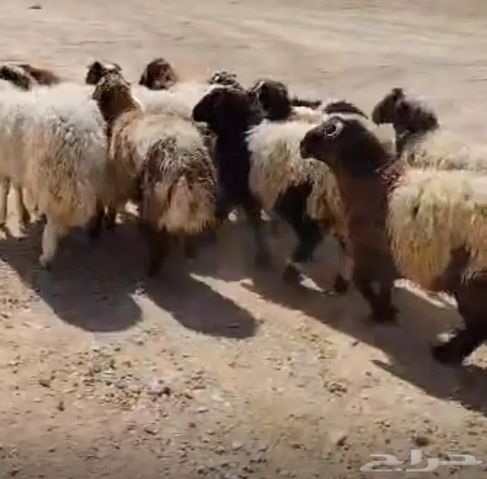ذبايح نعيمي مفاطيح وللثلاجه مع الذبح والتوصيل 0