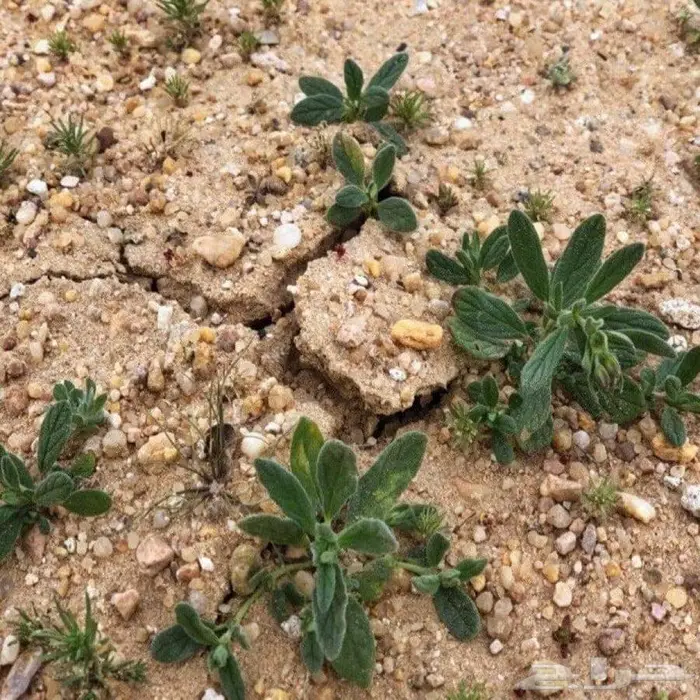 بذور جريد رقروق 1