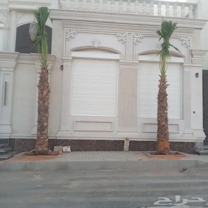 نخل واشنطني زينه للبيع 8