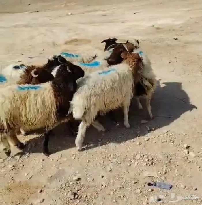 ذبايح نعيمي مفاطيح وللثلاجه مع الذبح والتوصيل 3