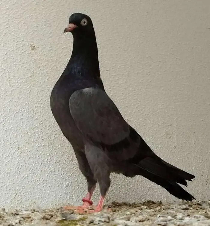 حمام باكستاني توووب 4