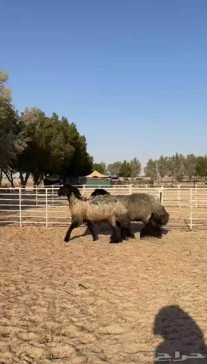 فحول عرب طيبه 3