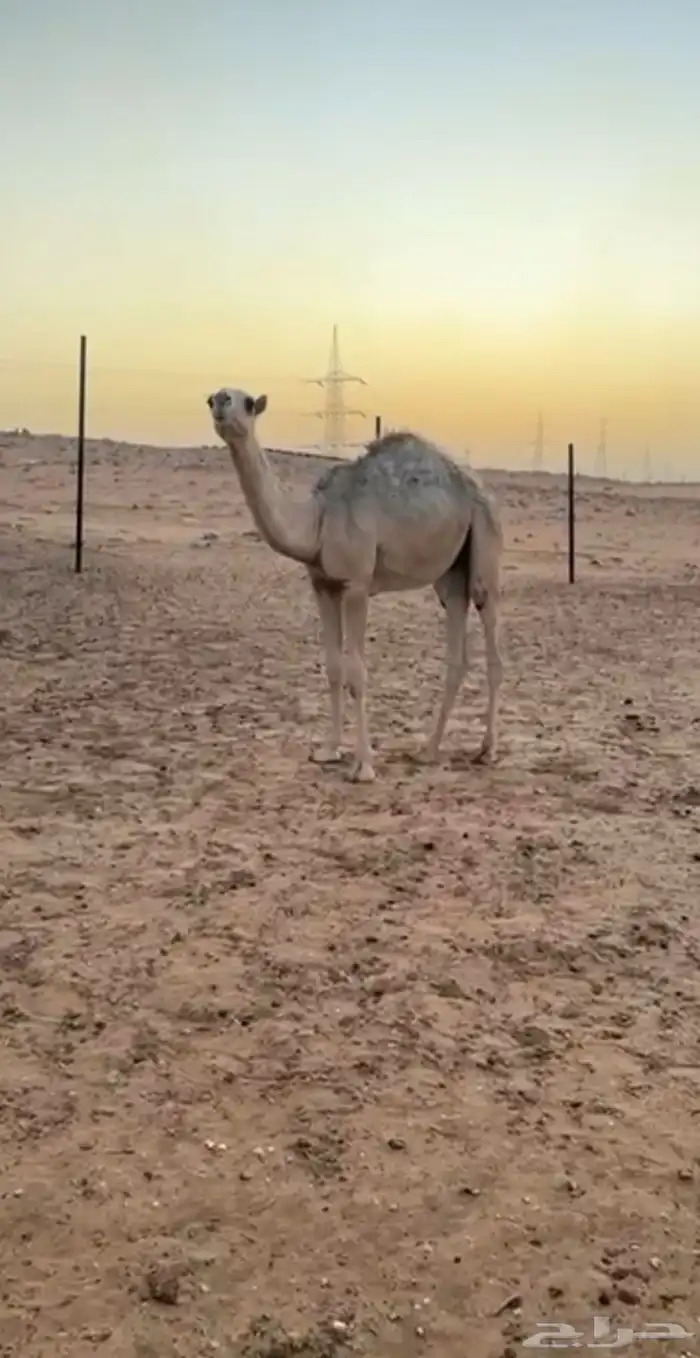 قعود قصب 0