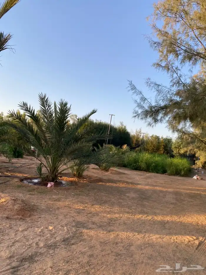 مزرعه للاجار شمال بقعاء بالنفود 5