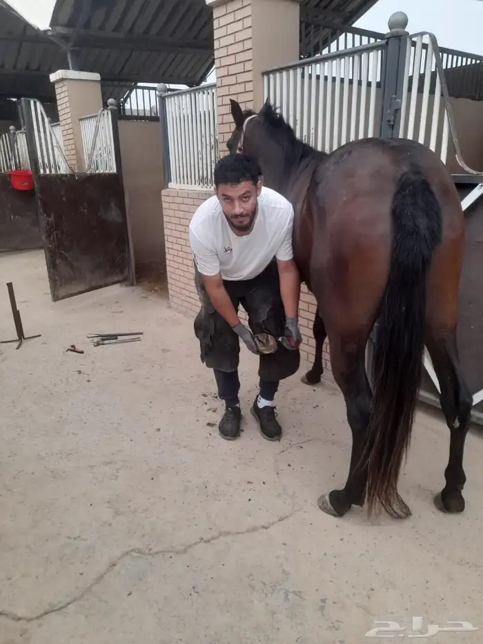 بيطار خيل(مصري 0
